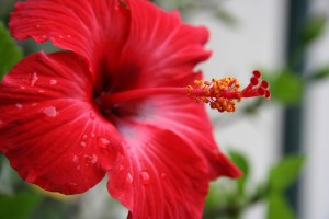 Caring For Red-Hibiscus